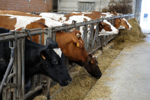 UE wyda najwięcej na zwalczanie gruźlicy bydła 
