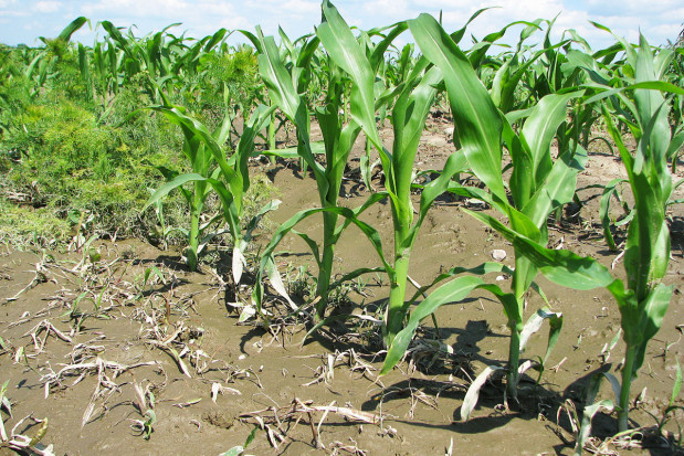 Przeciętny sezon dla kukurydzy