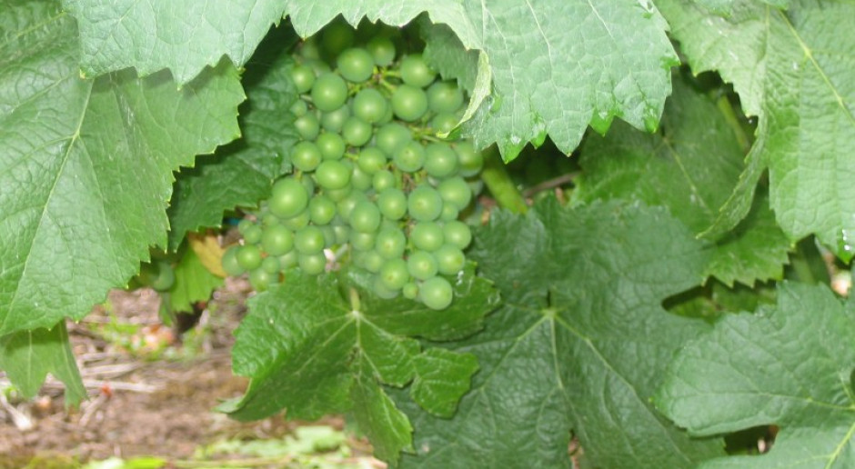Nawóz organiczny na bazie kolagenu