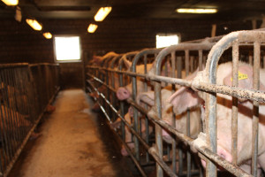 Fermy świń ograniczają szanse gospodarstw rodzinnych