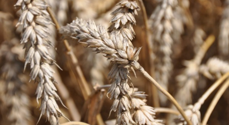 Słaby tydzień notowań zbóż na świecie