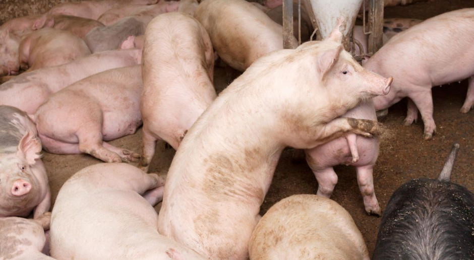 Trudny początek roku dla producentów świń