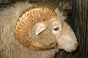 Owce do ubojni wożą setki kilometrów