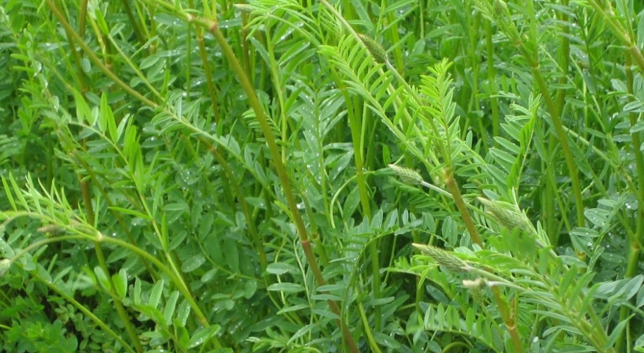 Esparceta siewna - wszechstronna roślina uprawna