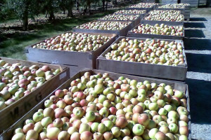 Nowa choroba przechowalnicza jabłek