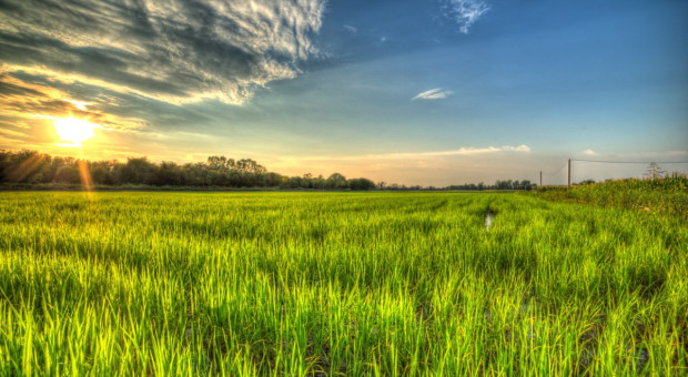 Produkcja ryżu w UE na stabilnym poziomie