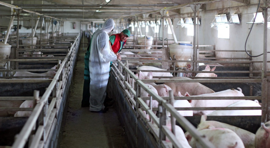 ASF w UE, import wieprzowiny do Rosji wstrzymany