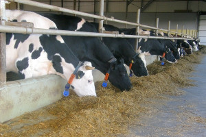 Skutki nadmiernego stłoczenia krów mlecznych
