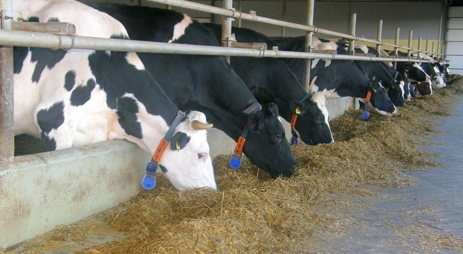 Skutki nadmiernego stłoczenia krów mlecznych
