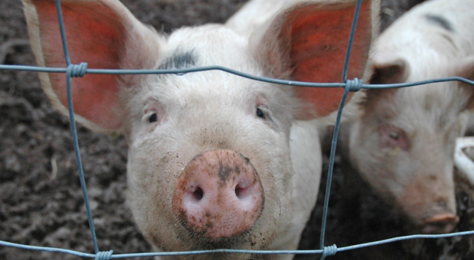 Komisarz chce jechać do Rosji ws. zakazu importu wieprzowiny z UE