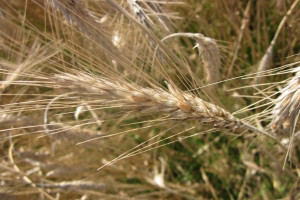 Nowe odmiany zbóż jarych w Krajowym Rejestrze