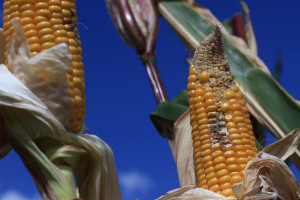 Pierwszy fungicyd do ochrony kukurydzy