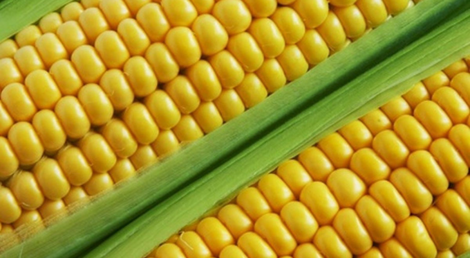 Kukurydza GMO 1507 raczej nie będzie zasiana w UE w tym roku