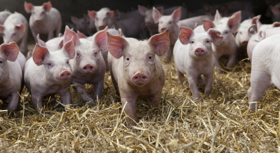 Litwa i Polska chcą rekompensat dla producentów wieprzowiny