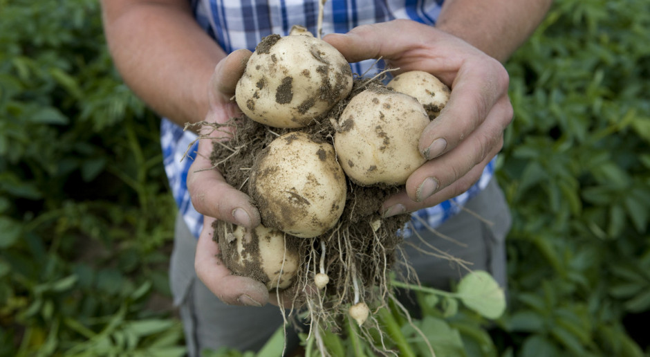 Najwcześniejszy ziemniak, oto odmiany