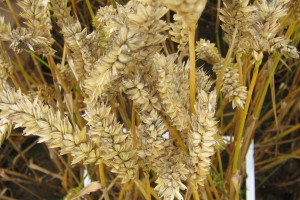 Harenda i Mandaryna dwie nowe odmiany pszenicy jarej
