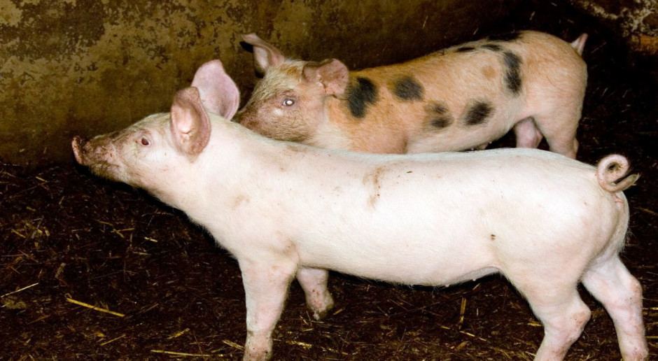 Litwa zaostrza kontrolę handlu wieprzowiną z Polską
