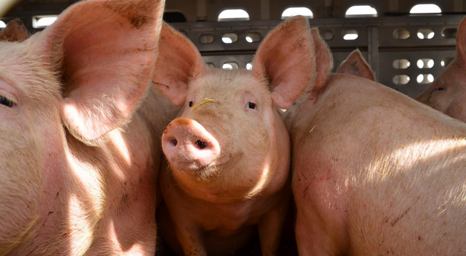 Białoruś zakazała importu wieprzowiny z Ukrainy
