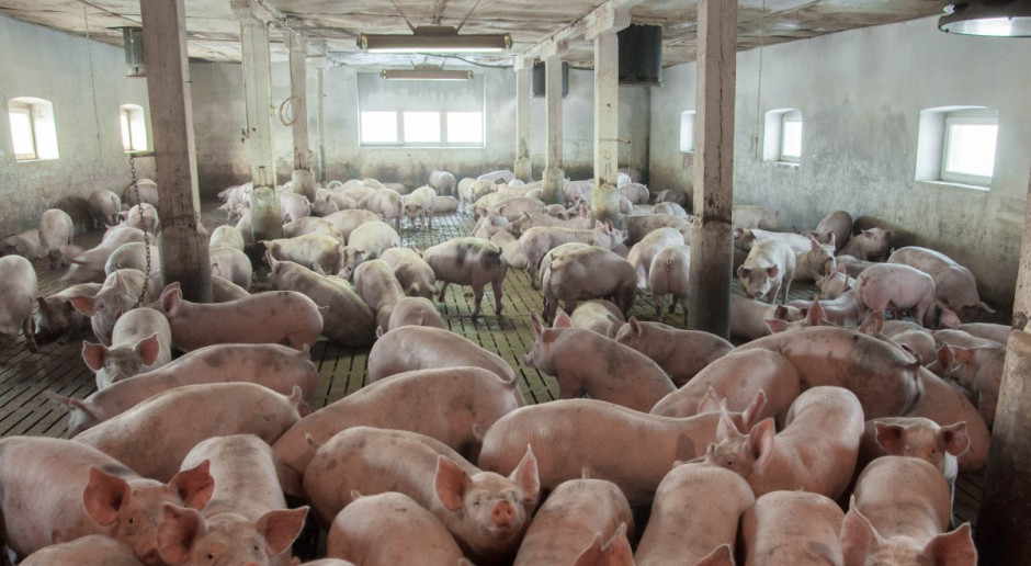Polskie Mięso apeluje o nie zaniżanie cen skupu żywca