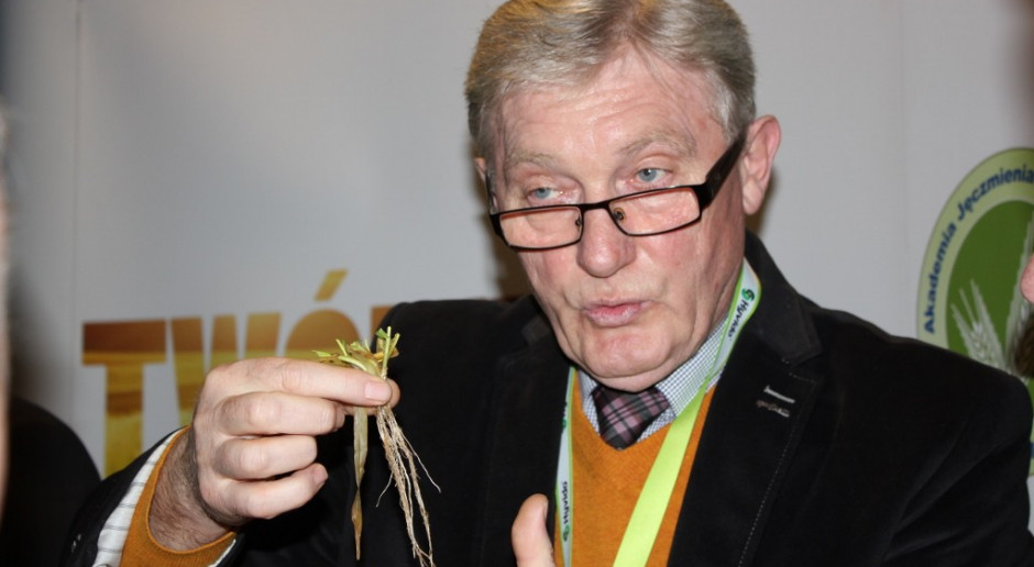 Jak nawozić jęczmień hybrydowy wiosną