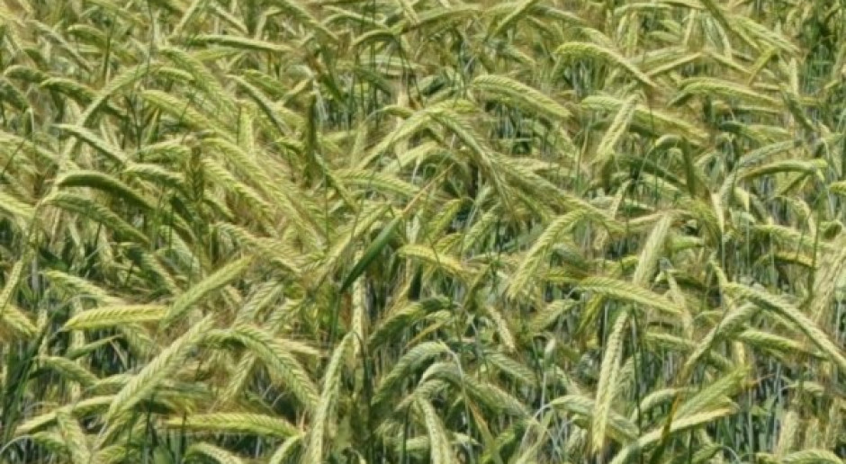Wydarzenia na Ukrainie zdominowały rynek zbóż