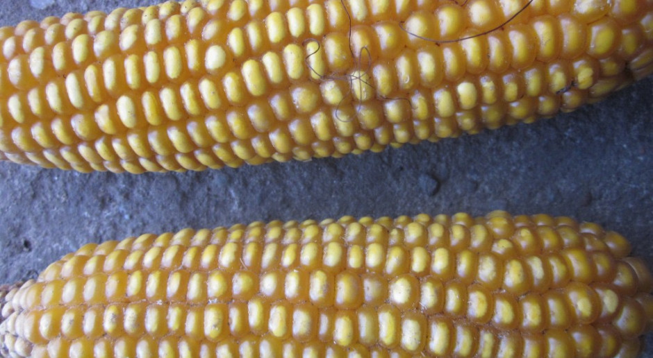 Nowości w kukurydzy