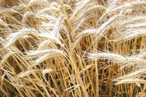 COBORU wstrzymało decyzję o wpisaniu do KR 16 nowych odmian zbóż ozimych