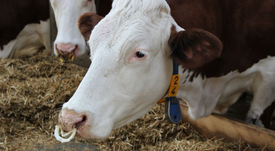 Problem ssących się krów mlecznych