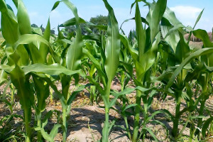 Czy utrzyma się powierzchnia 1 mln hektarów kukurydzy?