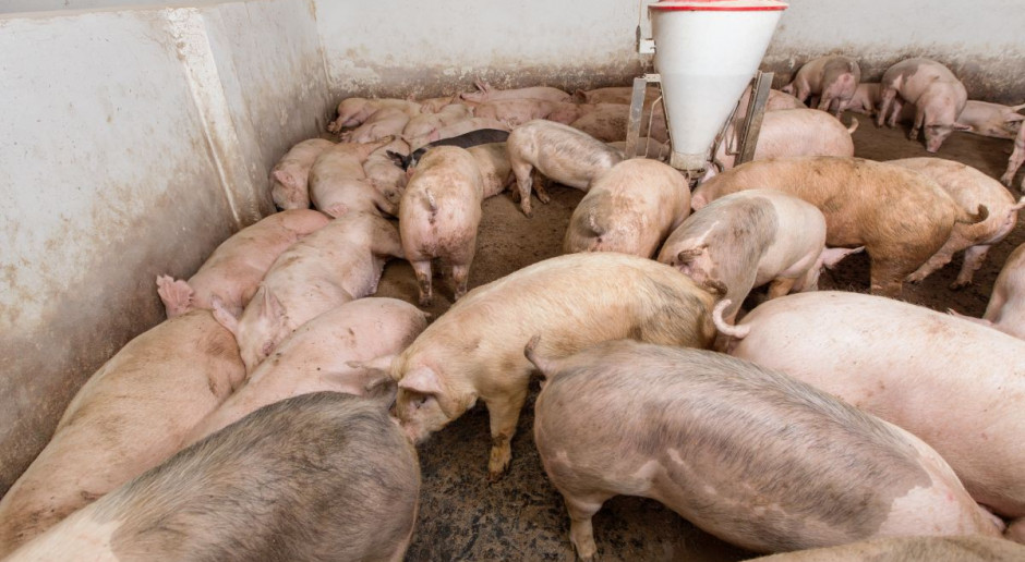 Straty hodowców świń w związku z ASF - 200-250 mln zł