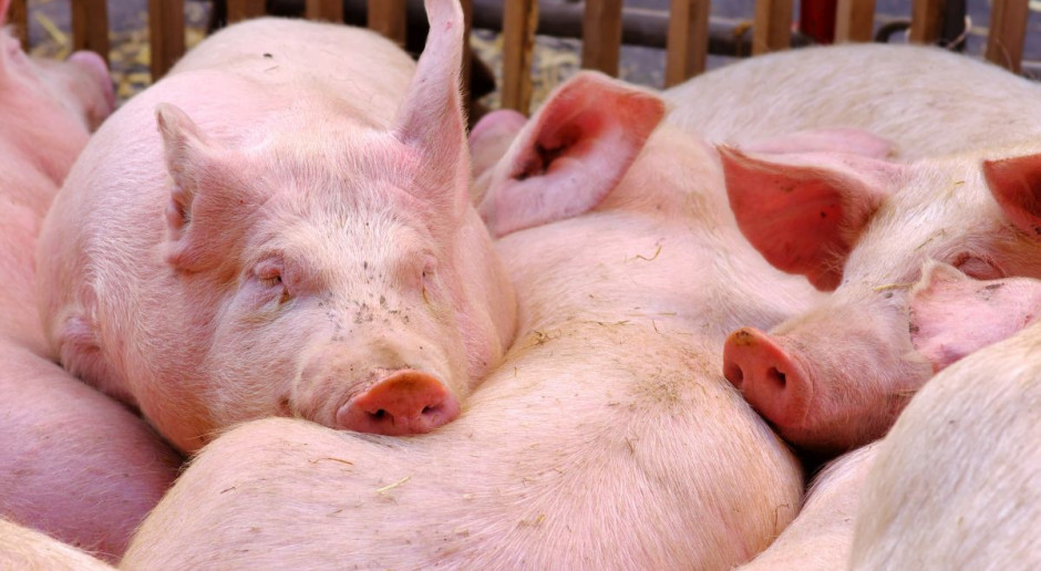 Sawicki apeluje do rolników ze strefy buforowej o szybką sprzedaż świń