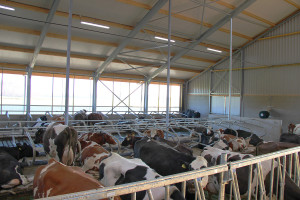Oświetlenie w budynkach dla krów mlecznych