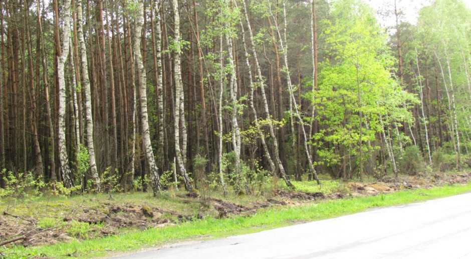 Zalesianie traci impet