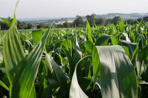 Firma BASF zarejestrowała pierwszy fungicyd w ochronie kukurydzy