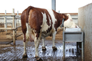 Ważny dostęp krów do wody i jej jakość
