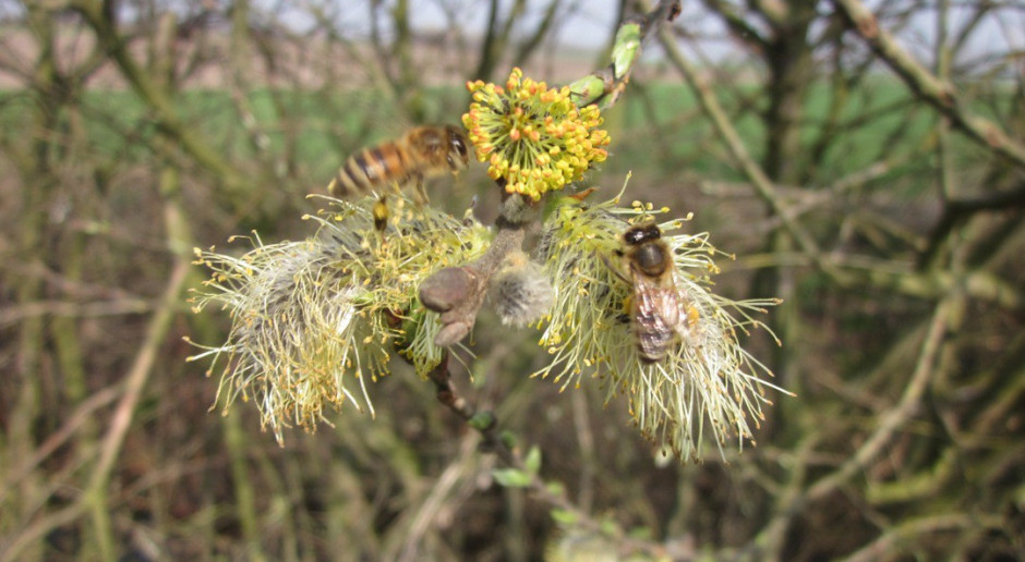 Przy zabiegach insektycydami pamiętajmy o pszczołach