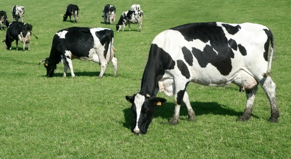 Przygotuj krowy na pastwisko - Bydło i mleko