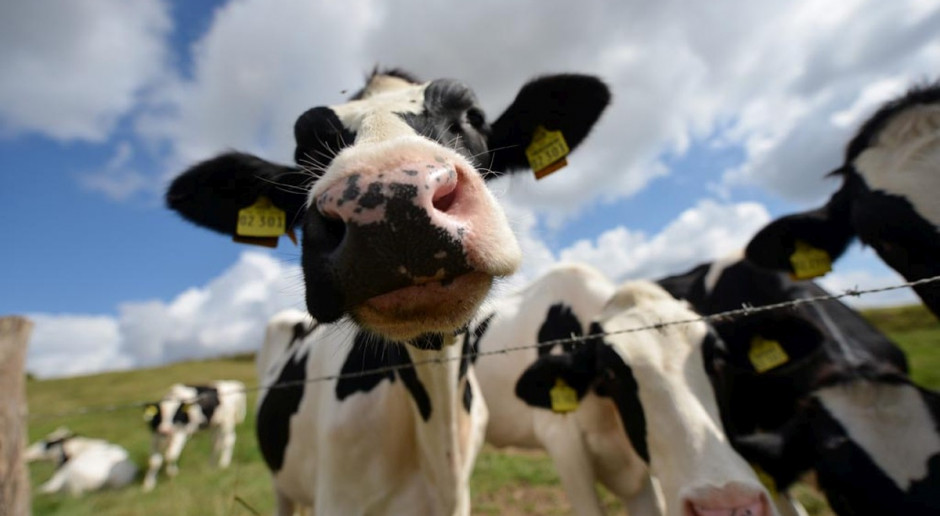 Krowy GM odporne na mastitis