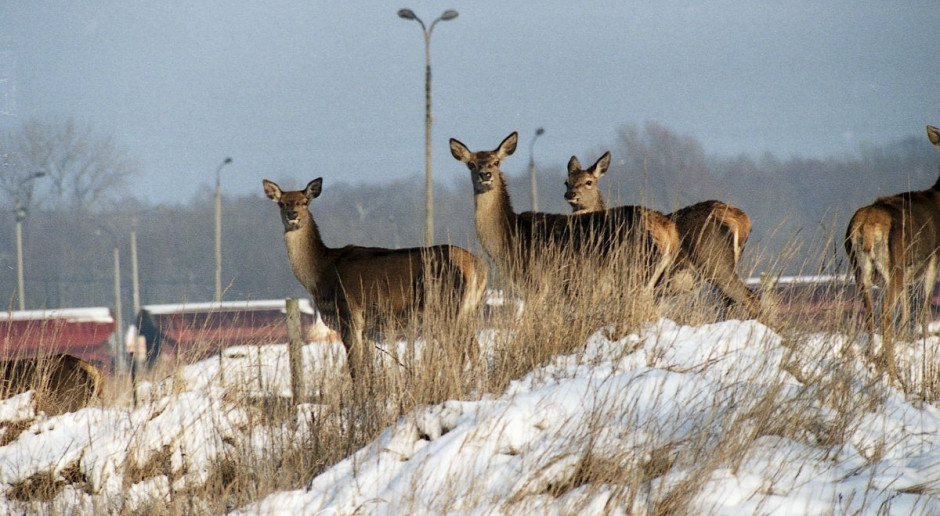 Szkody będą rekompensowane jednakowo