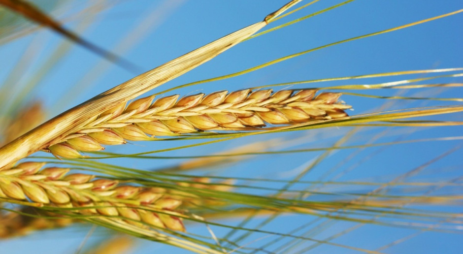 Dane USDA rozczarowały- ceny zbóż w dół
