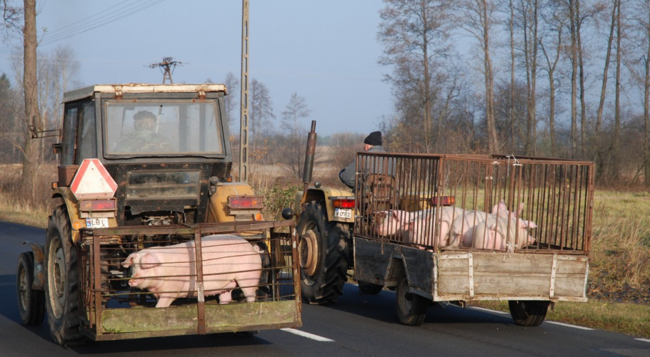 Do 30 maja wnioski o rekompensaty za sprzedane świnie