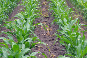 Powschodowe odchwaszczanie kukurydzy