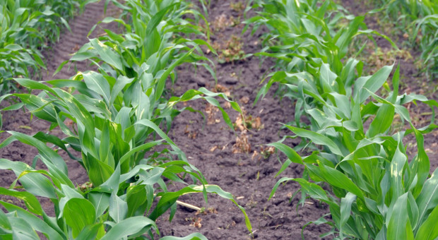 Powschodowe odchwaszczanie kukurydzy