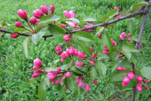 Rajska jabłoń &#8211; królowa wiosny i jesieni