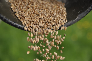 ARR: ceny zbóż będą wyższe niż rok wcześniej