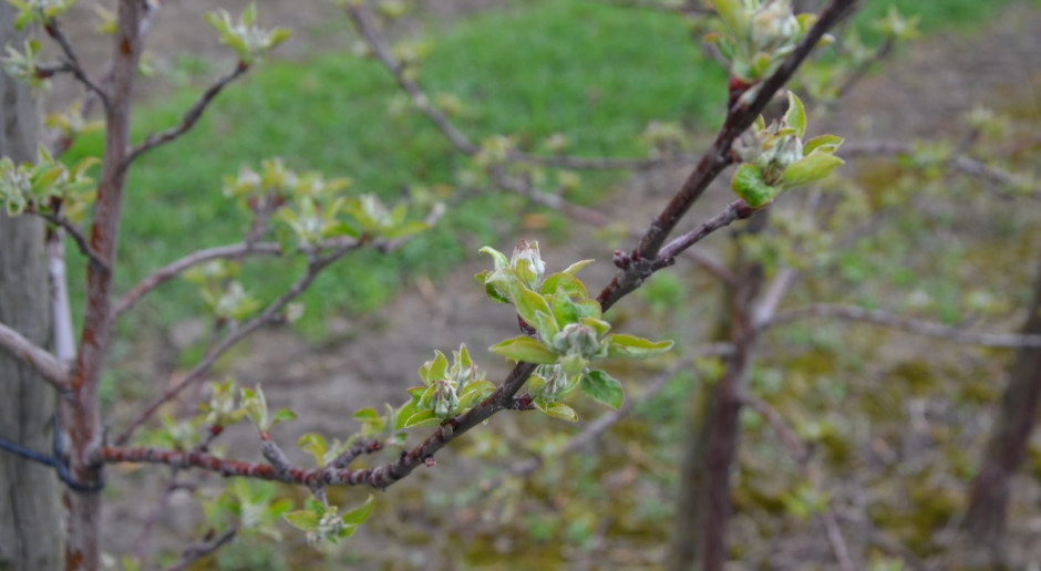 Spadki temperatur przyczyną stresów roślin
