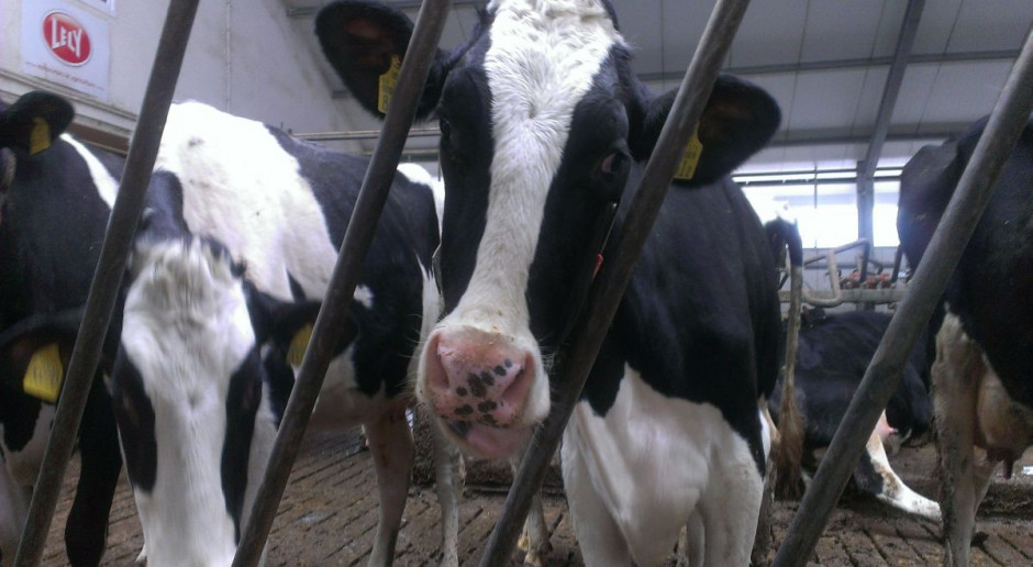 Cechy funkcjonalne poprawią efektywność produkcji