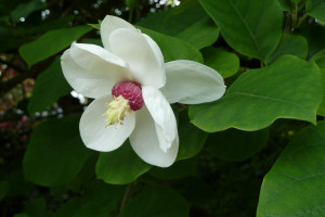Magnolia &#8211; królowa wiosny