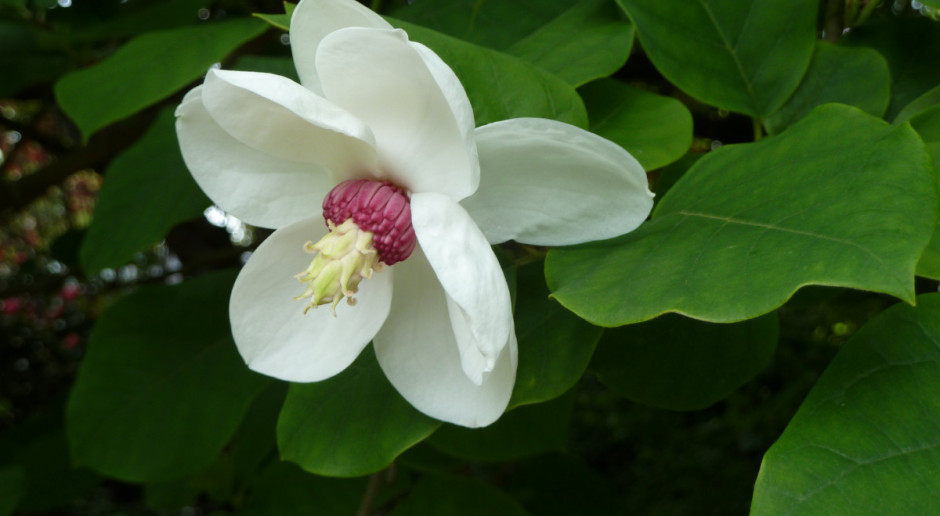 Magnolia – królowa wiosny
