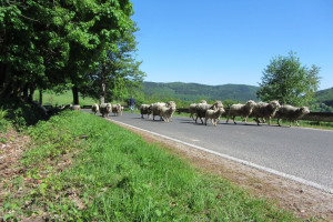 Redyk owiec w Bieszczadach i Beskidzie Niskim